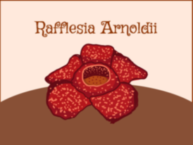 Rafflesia Arnoldii ( educational facts )